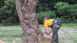 afzagen van acacia bomen in Prinsenbeek